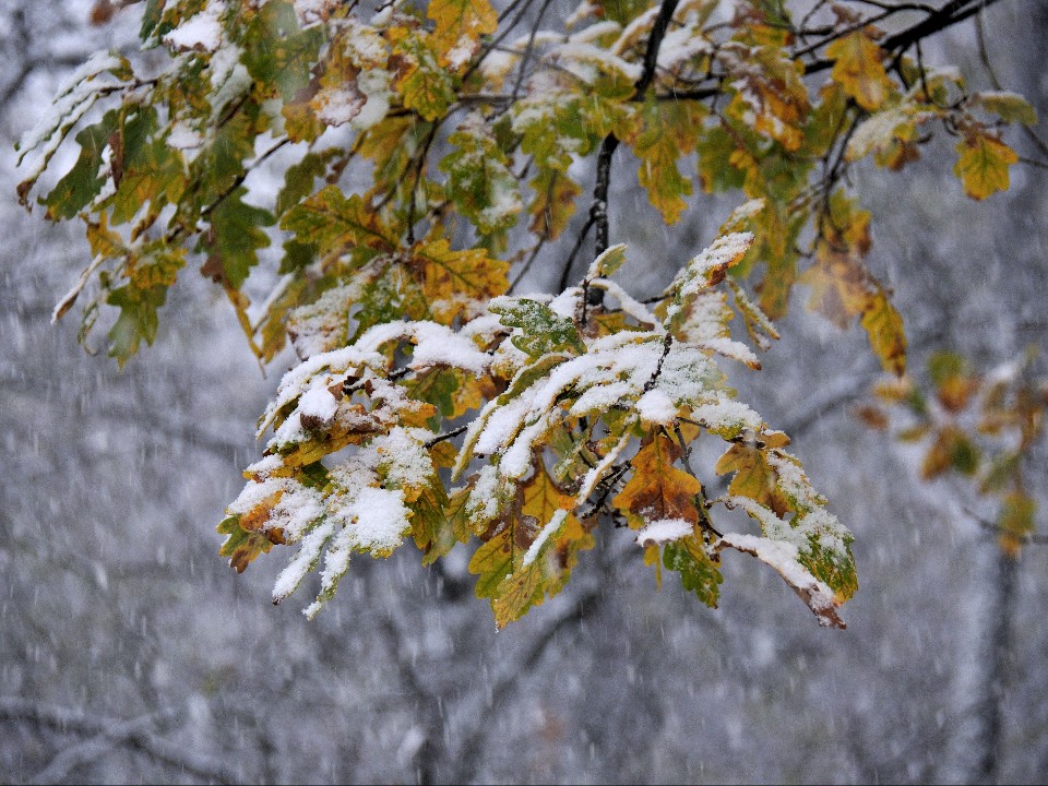 Звенит ноябрьская вьюга: когда ожидать снегопады в Подмосковье