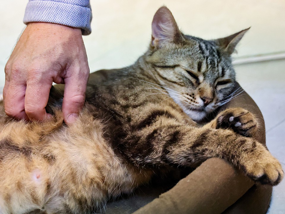 Заводчане спасли ласковую кошку в Лыткарине