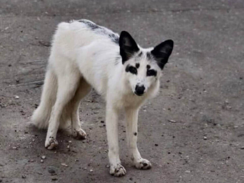 Хитрый беглец: гуляющий по улицам лис необычной окраски оказался домашним