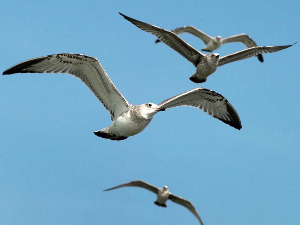 К чему приведет рост численности редких чаек-хохотуний в Подмосковье