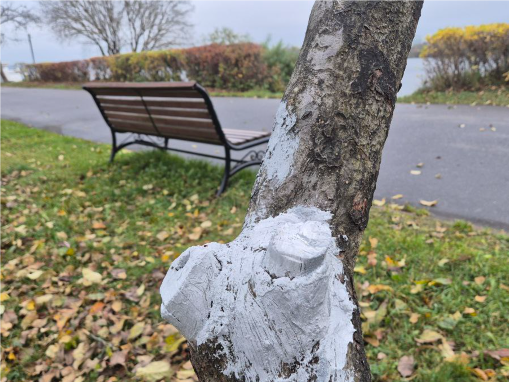 Полувековые яблони защитили от вредителей и грибков специальным составом