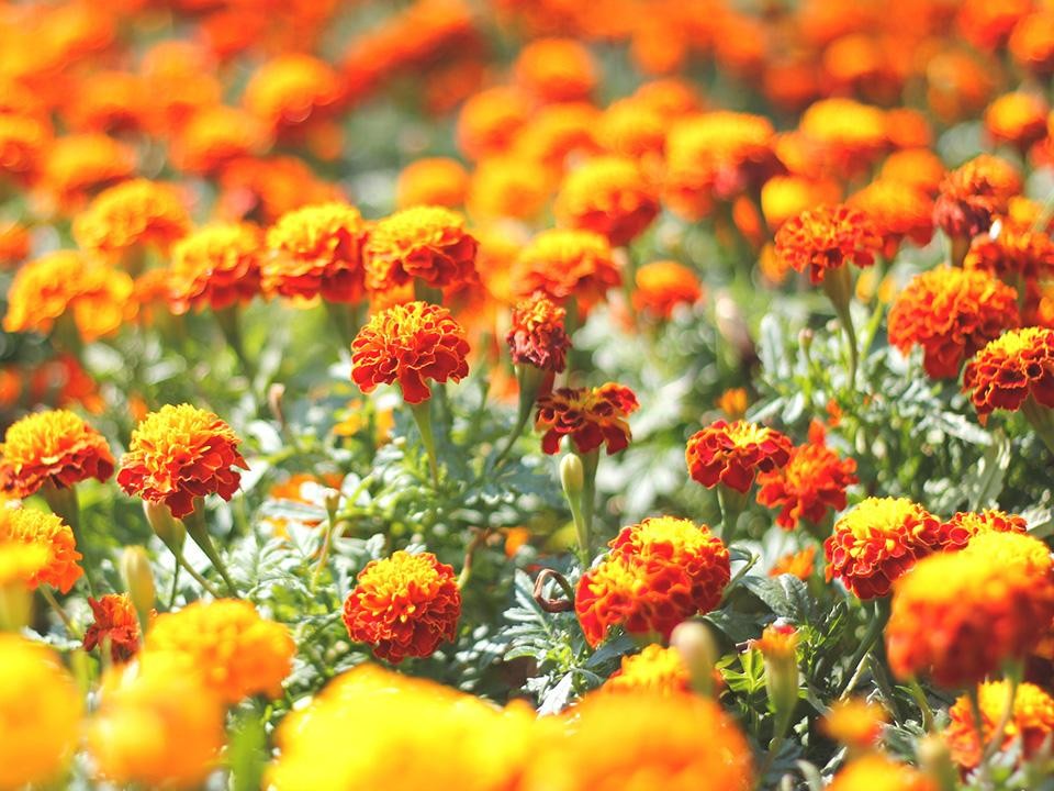 Во двор многоквартирника доставят плодородную почву по просьбам жителей