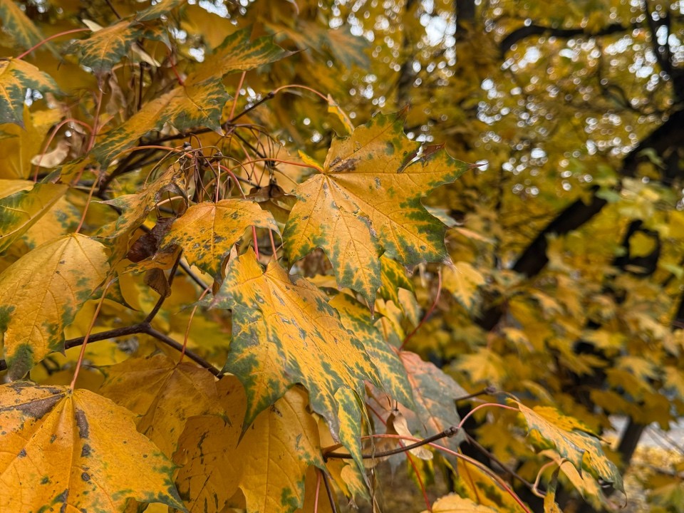 В библиотеке наукограда пройдет праздник осени с конкурсами, тыквой и гречишным чаем