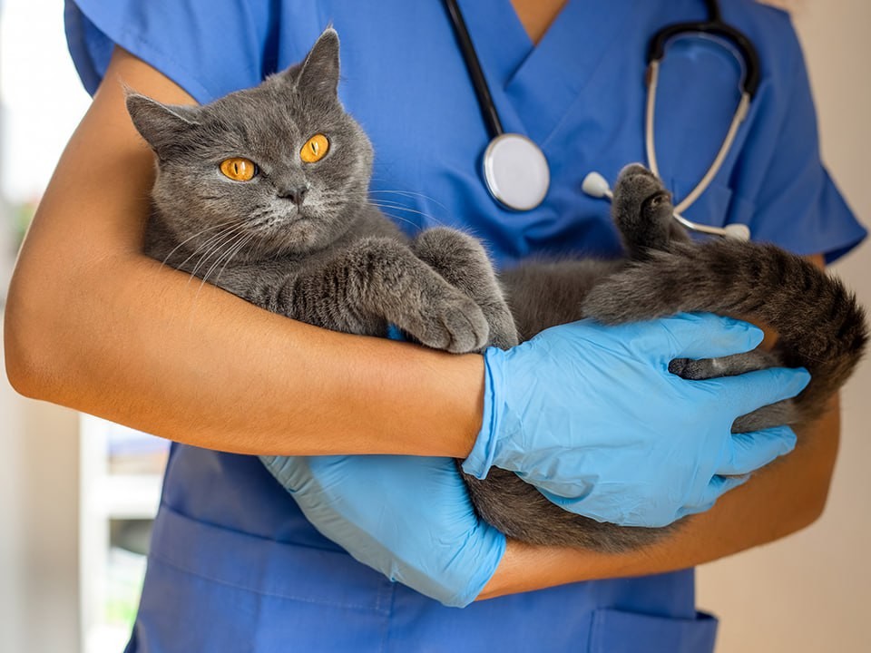 В Новосинькове живодеры избили и расстреляли из пневматики домашнюю кошку