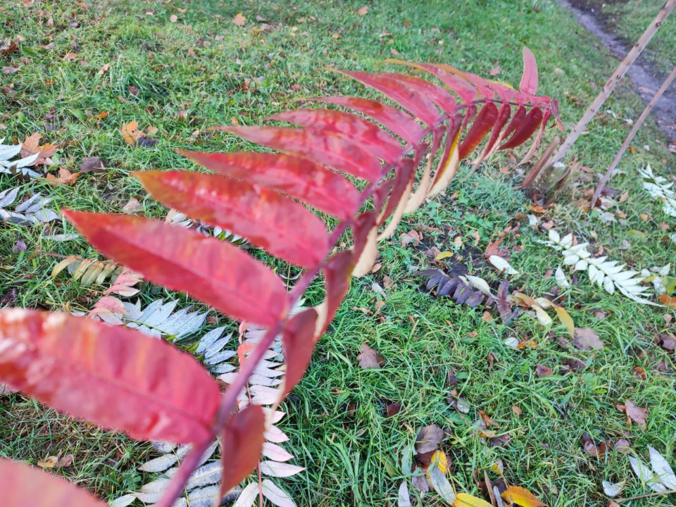 Синоптик Тишковец: аномально теплая погода в Подмосковье продлится до начала ноября