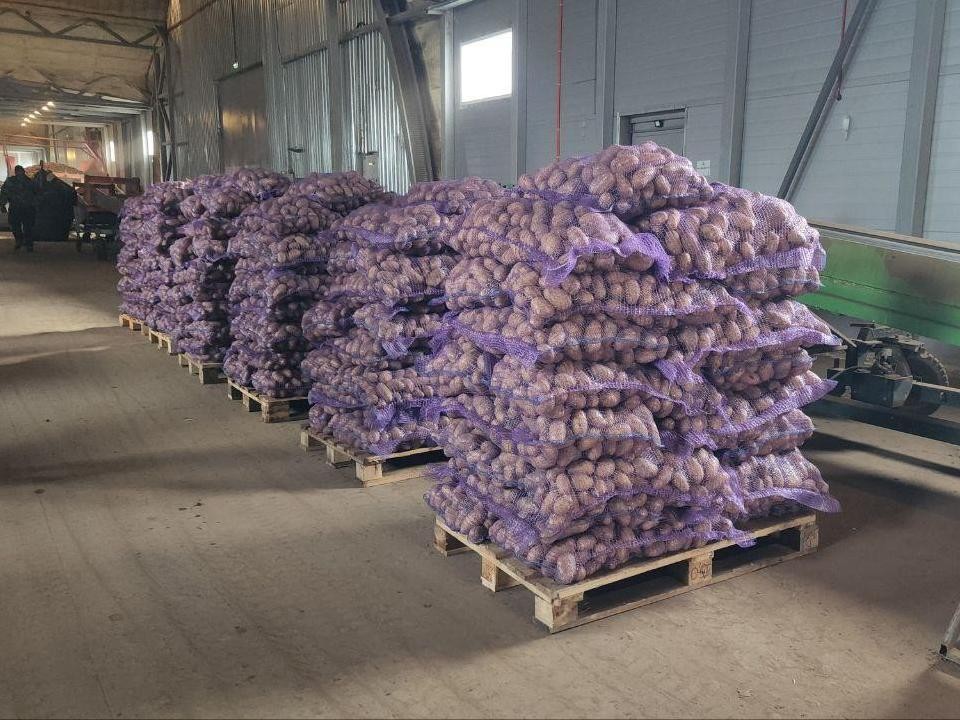 Аграрии Луховиц собрали рекордный урожай картофеля