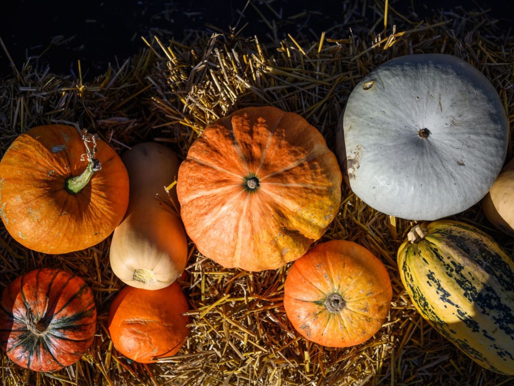 Осенний урожай: яркие тыквы заполнили прилавки Одинцова