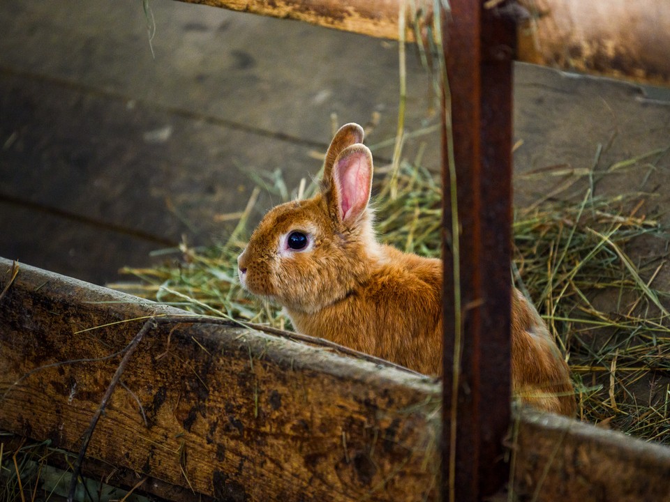 Часть обитателей Лосиной биостанции перед холодами перевели в теплые вольеры