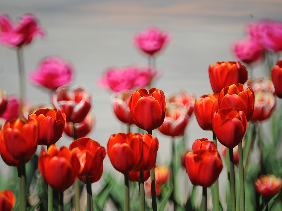 Все садоводы России начали сажать тюльпаны: какие сорта выбрать и как защитить от грызунов
