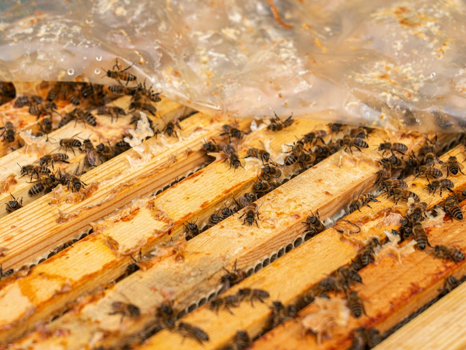 Глава Серебряных Прудов мечтает, чтобы утром его будили не часы, а пчелиный гул