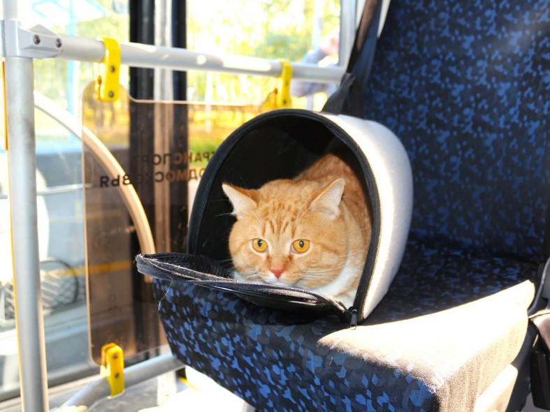 В Подмосковье обновили правила перевозки животных: кто почем и кого можно брать с собой бесплатно