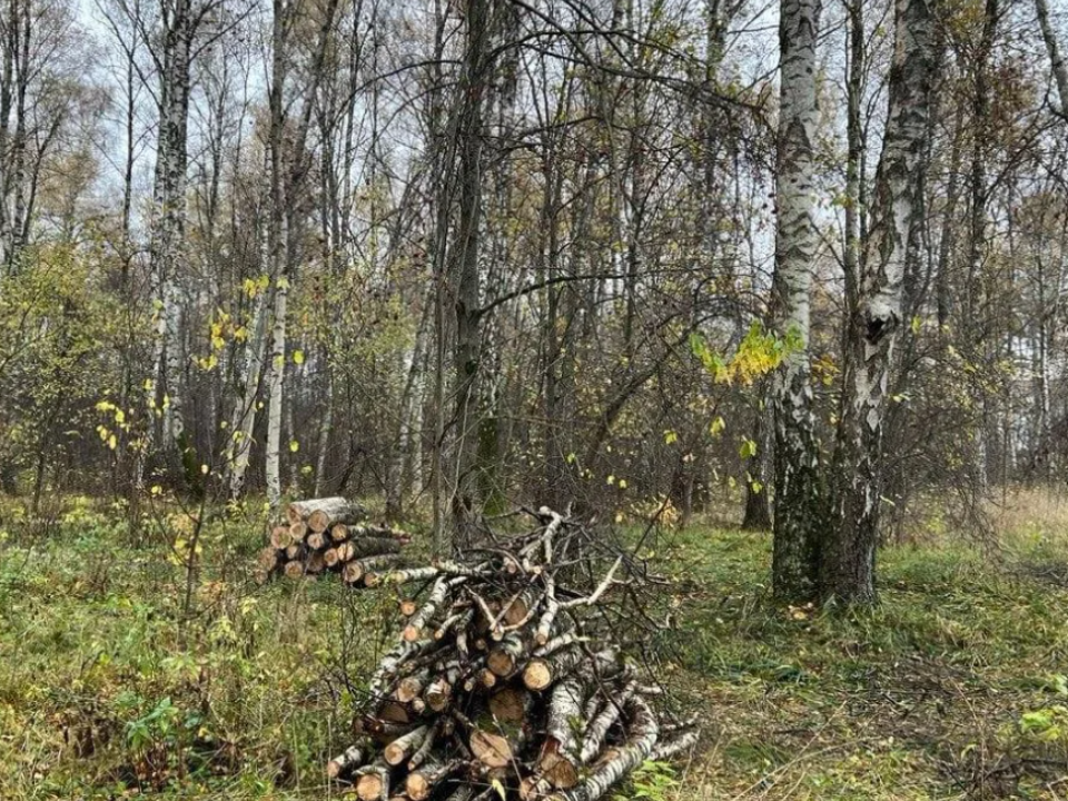 В Опалихе специалисты оздоравливают лес