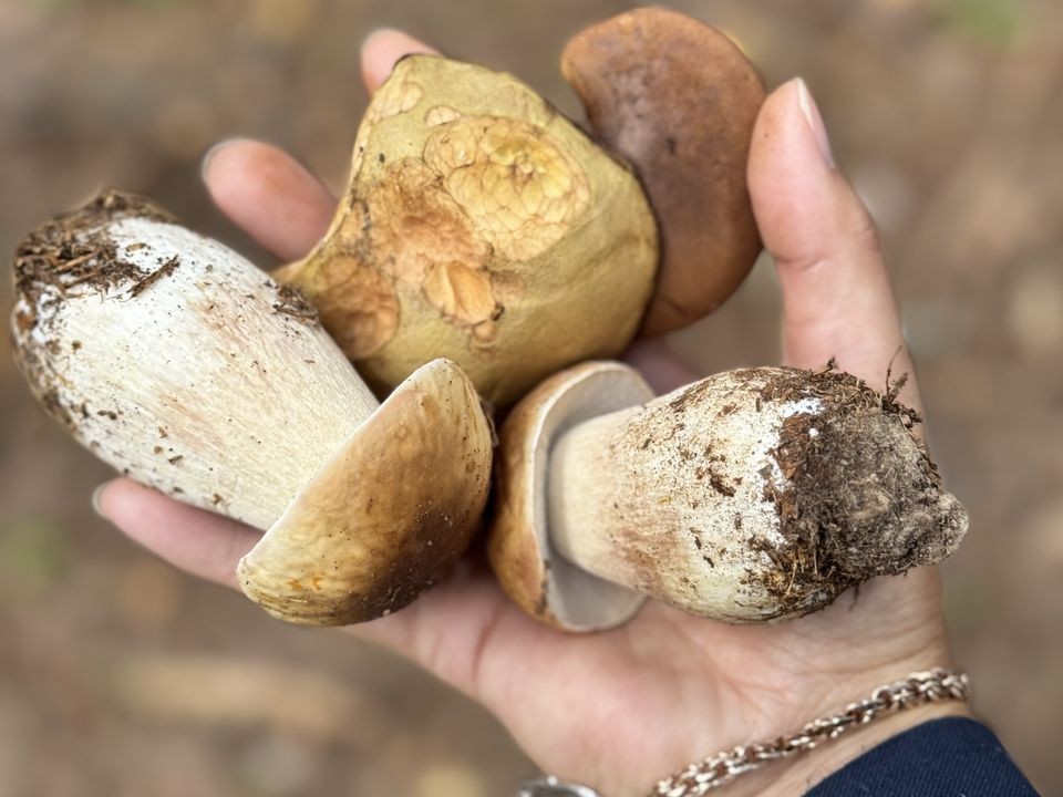 Последний шанс собрать корзину осенью: три вида грибов заполонили подмосковные леса