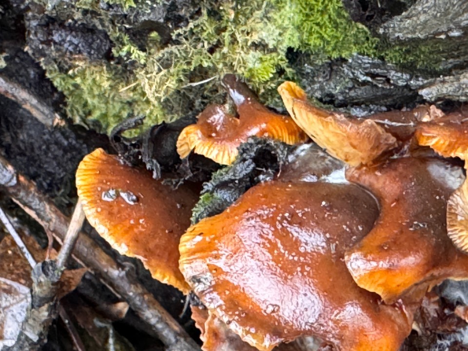 Идеальны для засолки — не плесневеют и хрустят: где растут грузди и волнушки до ноября