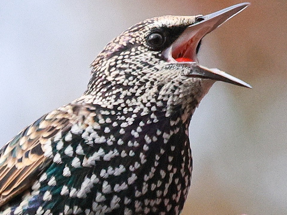 Скворец проехался «зайцем» с лыткаринским водителем целых полтора километра