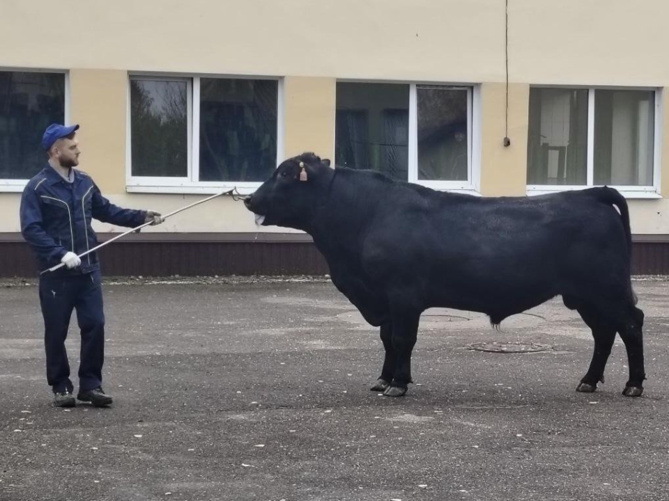 Теперь быков будут оценивать по-новому: что изменится для племенных хозяйств Подмосковья