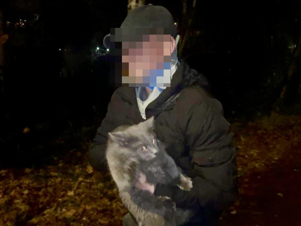 В Солнечногорске спасатели помогли кошке, застрявшей на дереве из-за поводка