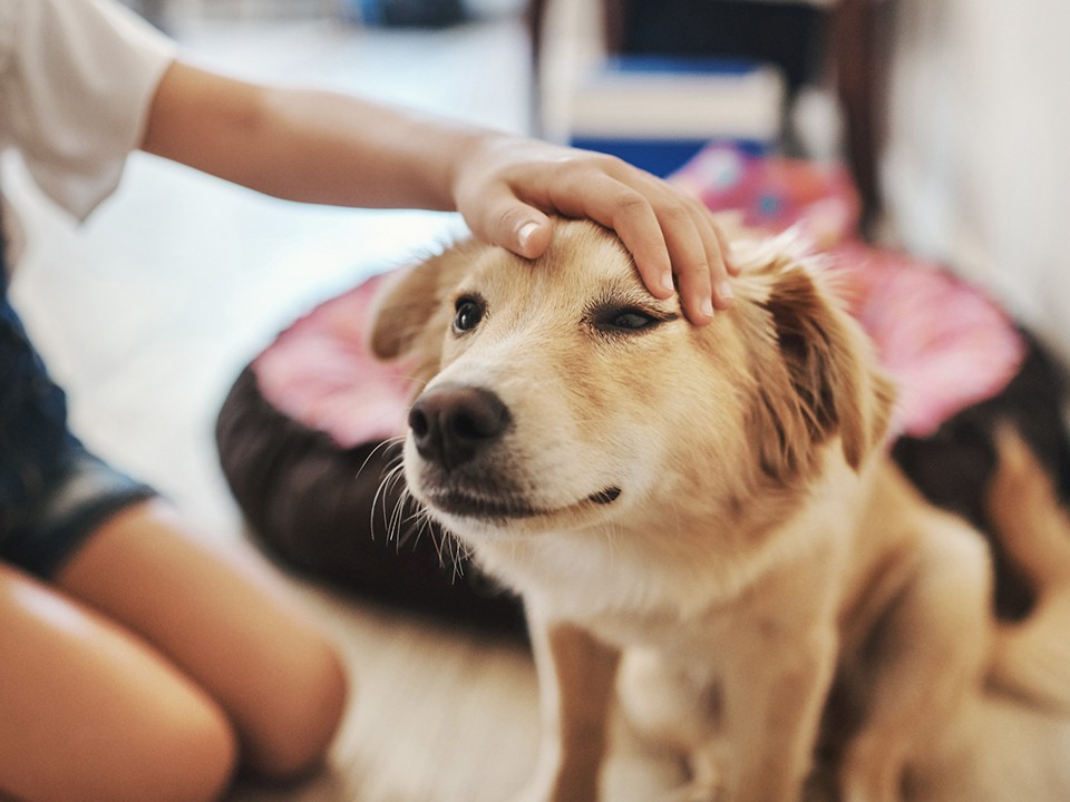 В Подмосковье участились случаи живодерства: как защитить детей и животных от беды