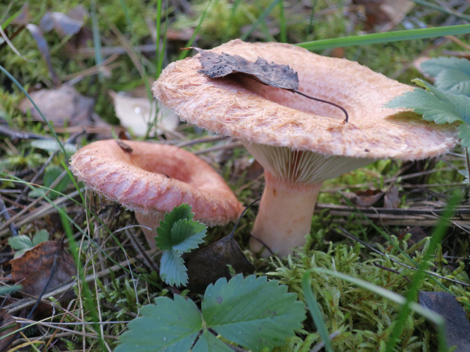 Минтранс рассказал, на какой автобус лучше сесть грибникам