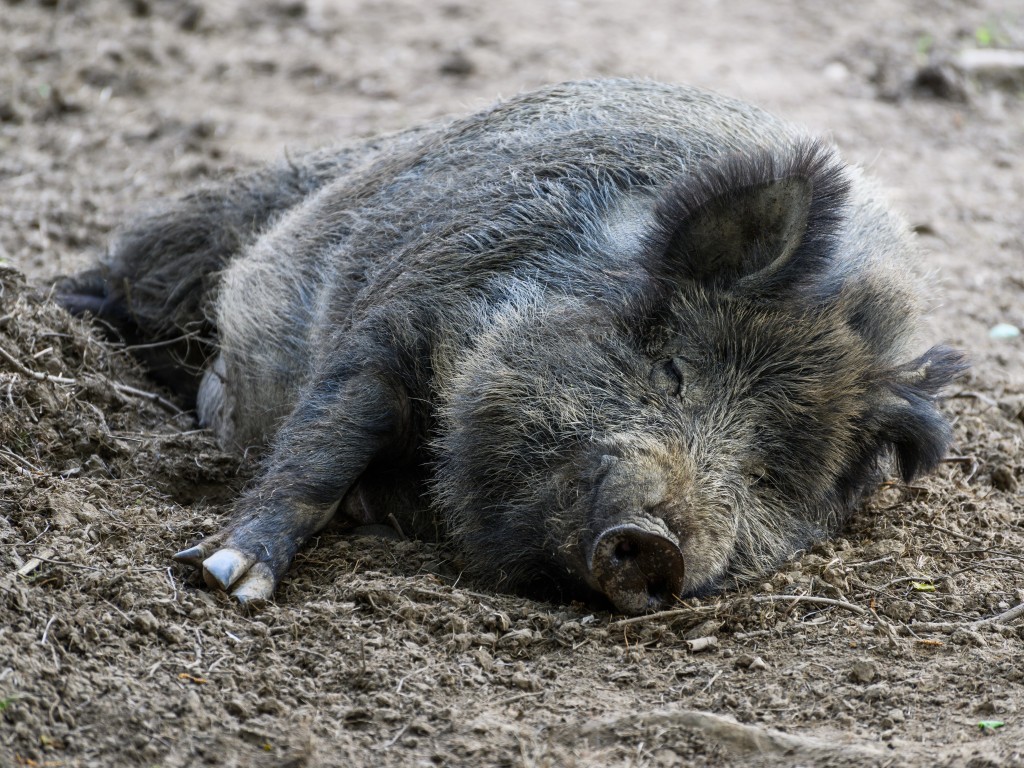 Нашествие диких кабанов напугало жителей Воскресенска