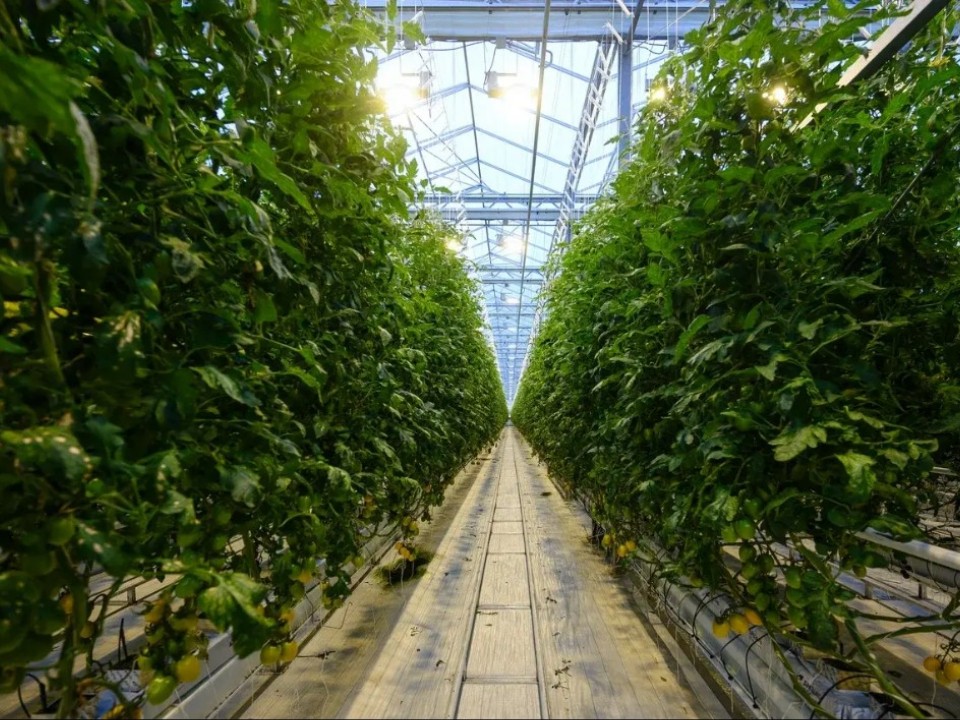 На выставке «Золотая осень — 2025» высоко оценили качество подмосковных продуктов