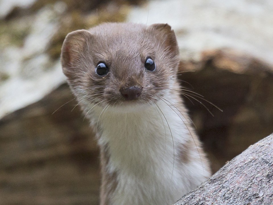 Ласку «поймали» на камеру возле станции Водники