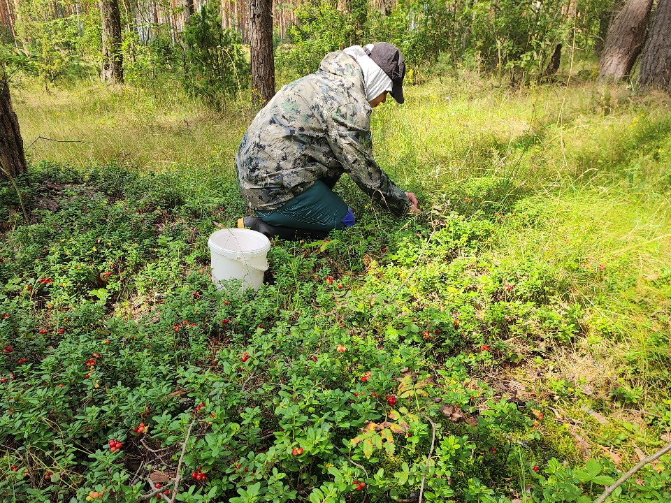 В лесах Шатуры продолжают собирать клюкву и бруснику