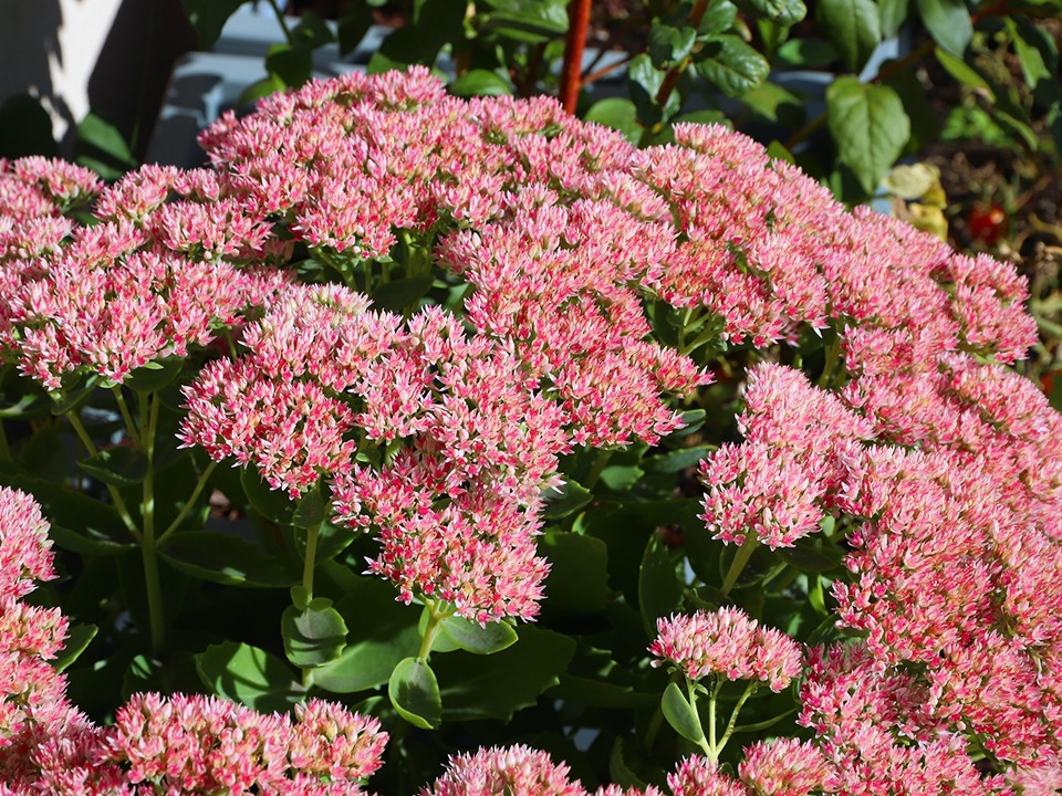 Посадил и забыл, а сад — в цвету: беспроблемный многолетник стал популярен у дачников Подмосковья