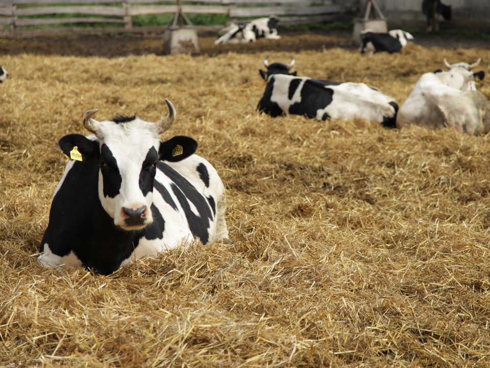 Озерское предприятие подтвердило статус племенного завода по разведению голштинов