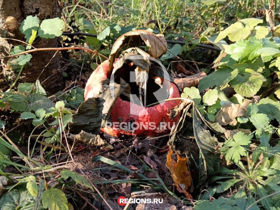 Бойкот Хэллоуину: в Балашихе жестоко расправились со светильником Джека