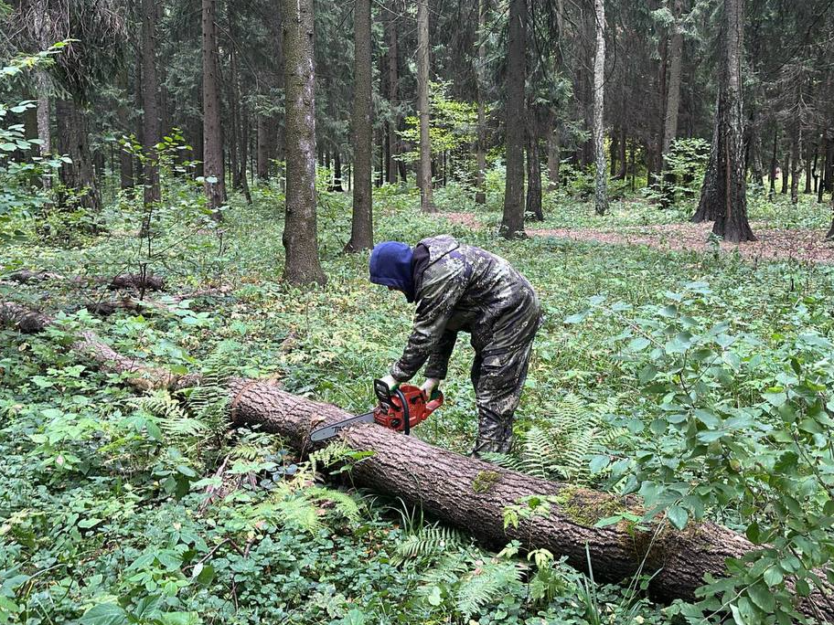 Территорию парка «Мечта» очищают от сухих деревьев