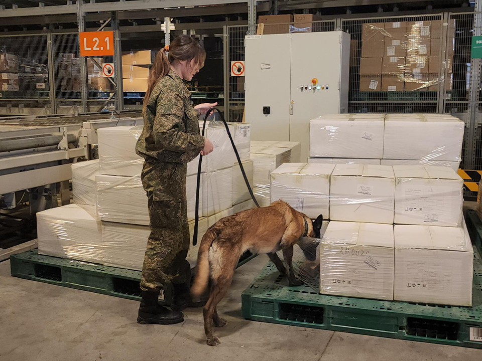 Как в «Шереметьево» служебные собаки помогают таможенникам охранять безопасность страны