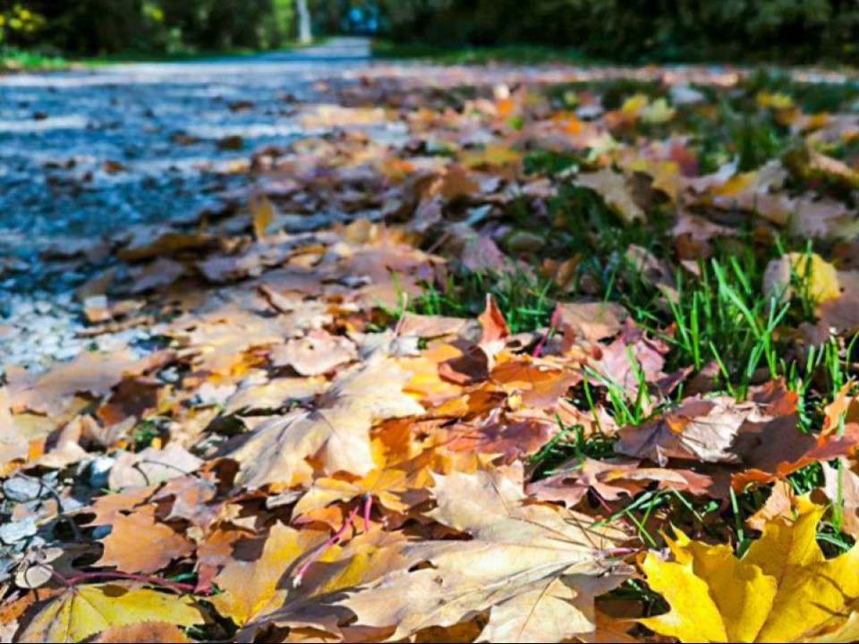 Зонтики не забываем: быстрый прогноз погоды на мини-отпуск 1-4 ноября от синоптика Поздняковой