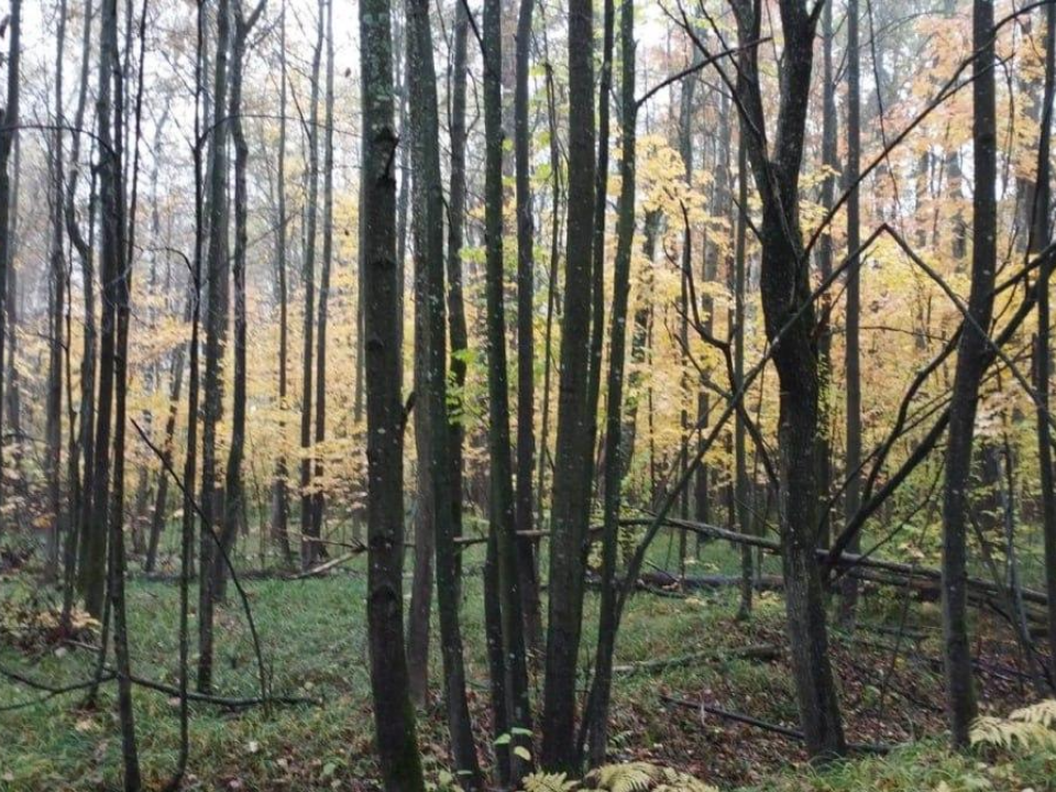 Как заботятся о здоровье наших коломенских лесов: территории возле СНТ очистят от ветхих деревьев
