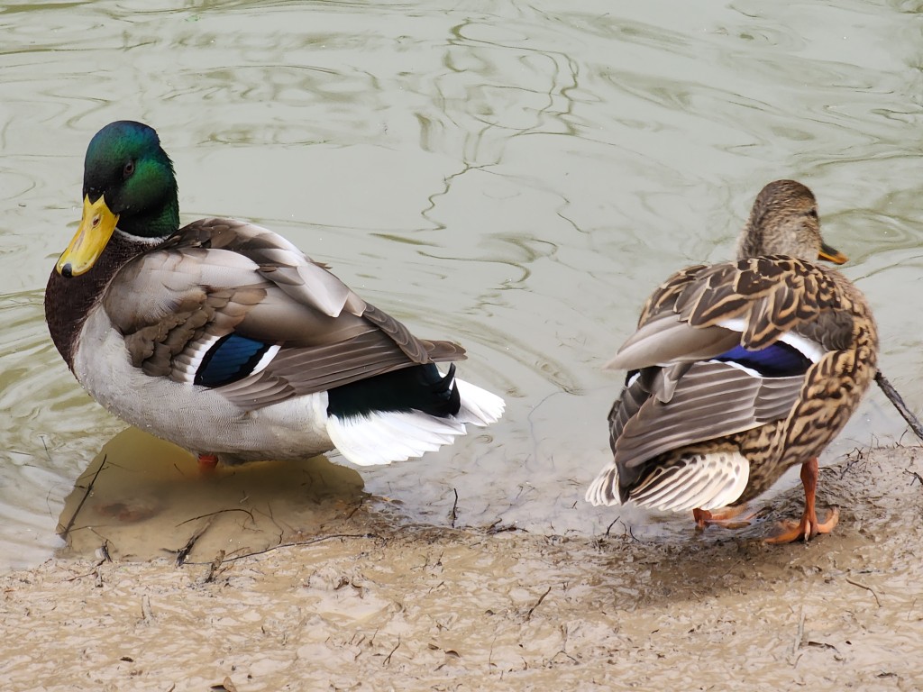 Во Фрязинском лесопарке будут зимовать утки