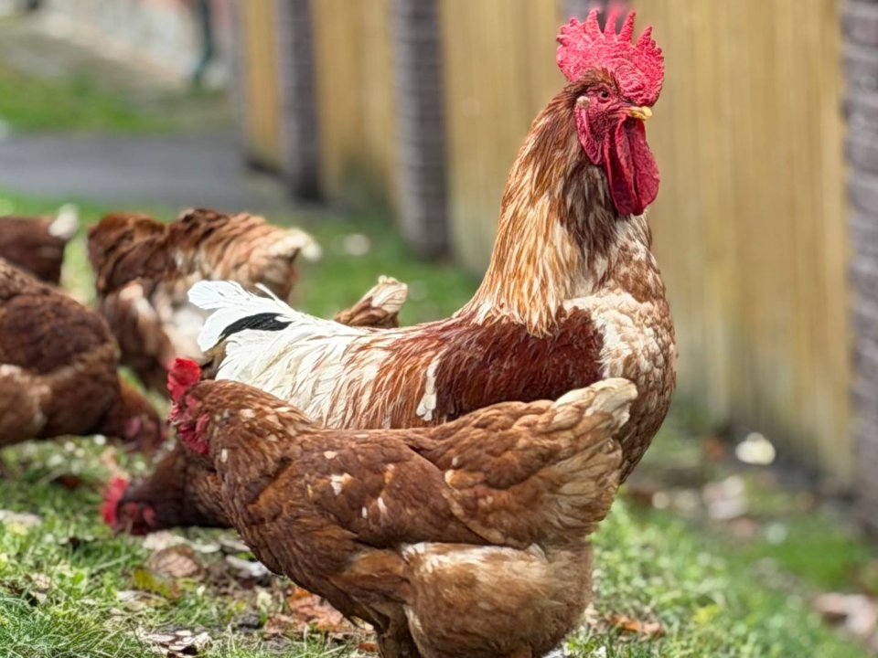 Бесстрашные рузские куры покинули подстанцию скорой помощи и «вышли в люди»