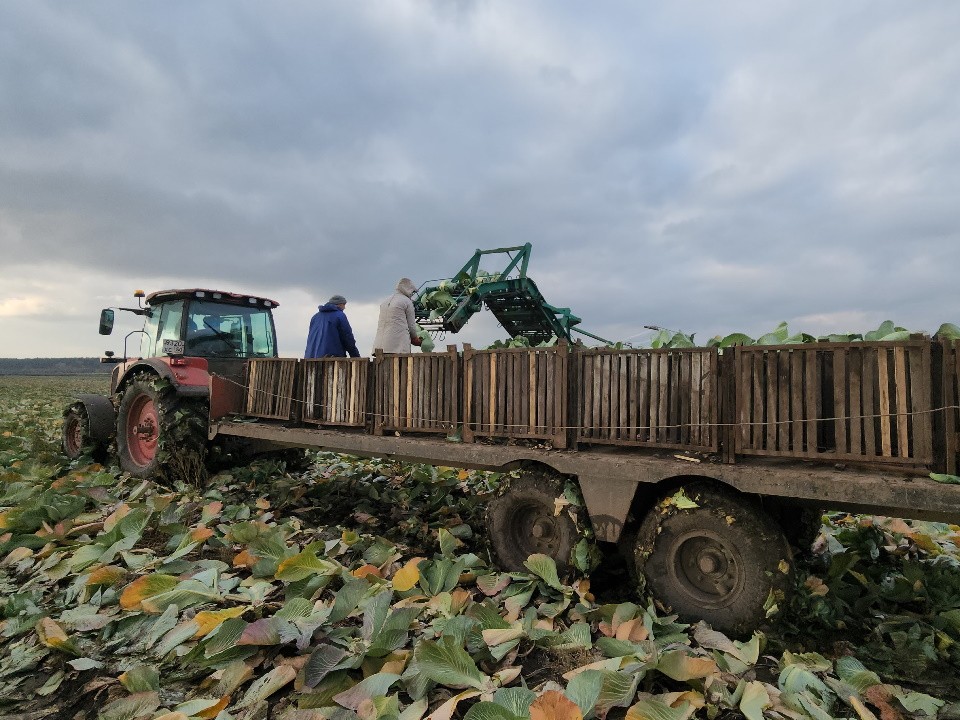 Сельхозпредприятие заложило на зимнее хранение 14,5 тысячи тонн овощей