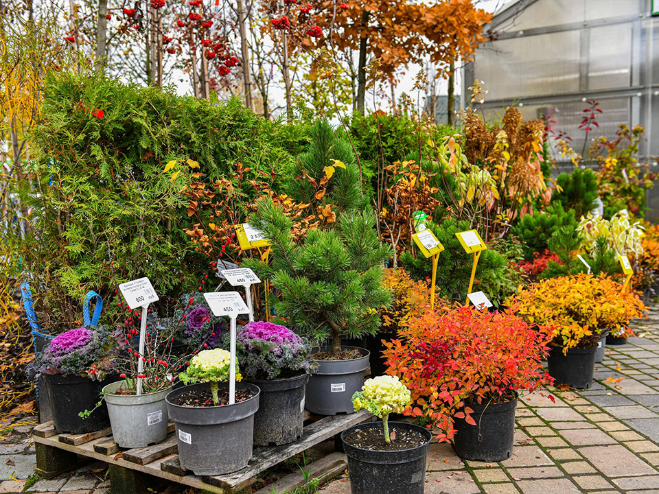 В питомнике «Вашутино» представили тысячи растений со всех климатических зон