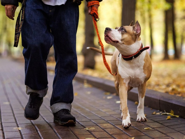 Новые правила для хозяев собак и кошек в Подмосковье: как оформить питомца без штрафов и очередей