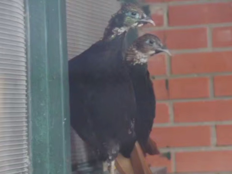 Как расцветают самцы редких птиц, показали волоколамцам