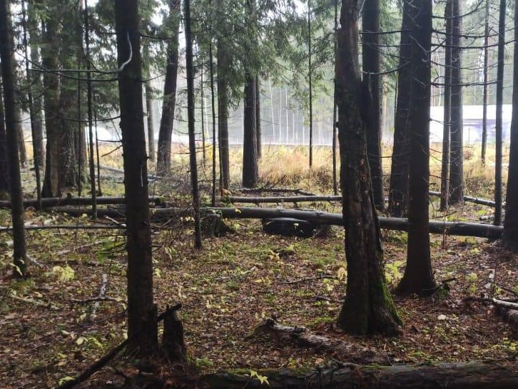 Завалы погибших деревьев ликвидировали в Алабинском лесничестве