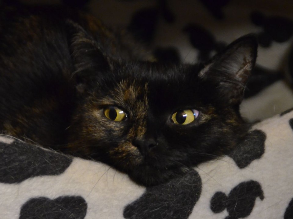 Перед Хэллоуином волонтеры опасаются пристраивать темных котят и щенков