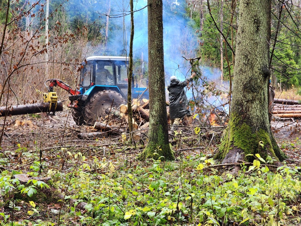 В лесу под Высоково проводят операцию по спасению деревьев