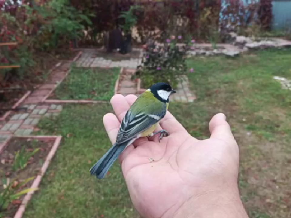 «Улетать не хотела»: в Дубне спасатели выходили синицу после погони от ворон