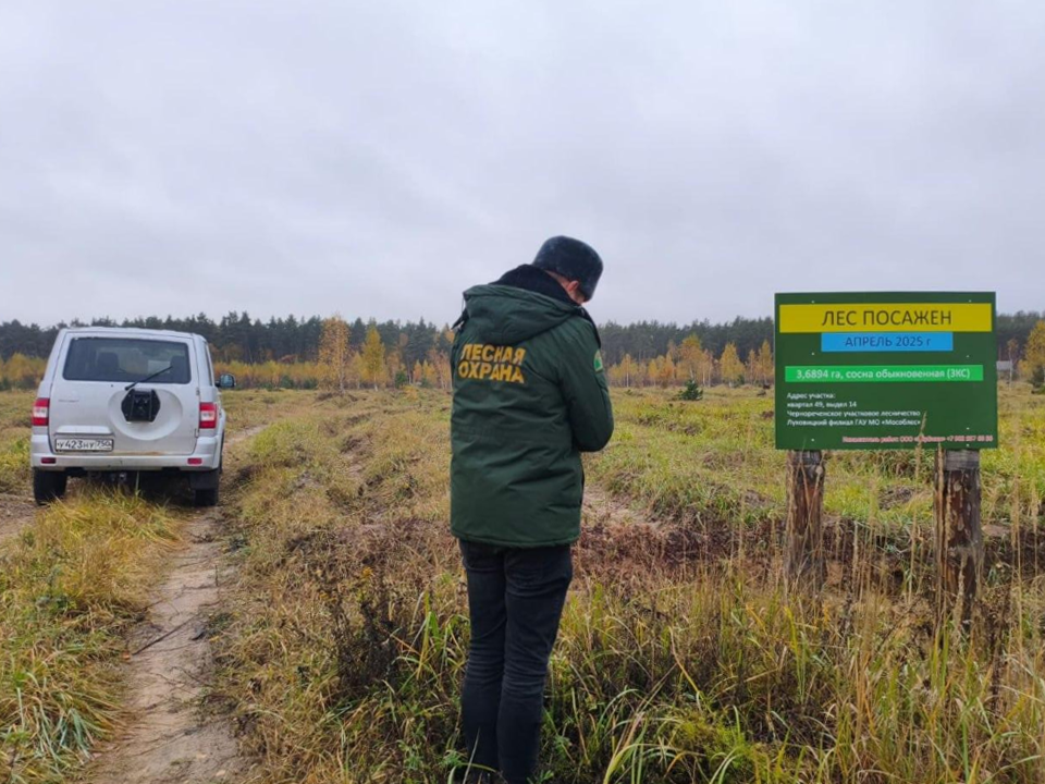 Лесники завершили работы по восстановлению соснового массива
