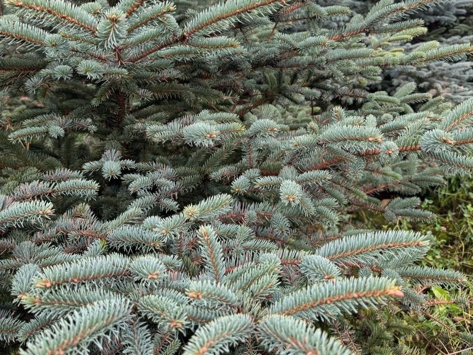 Новому году быть! На радость детворе в микрорайонах Сергиева Посада посадят новые голубые ели