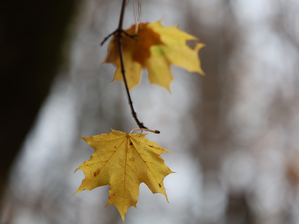 Какая погода ждет жителей Подмосковья в ноябре