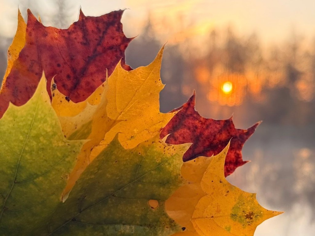 Картошка — к бедности, капуста — к богатству: народные запреты 2 ноября, которые нельзя нарушать