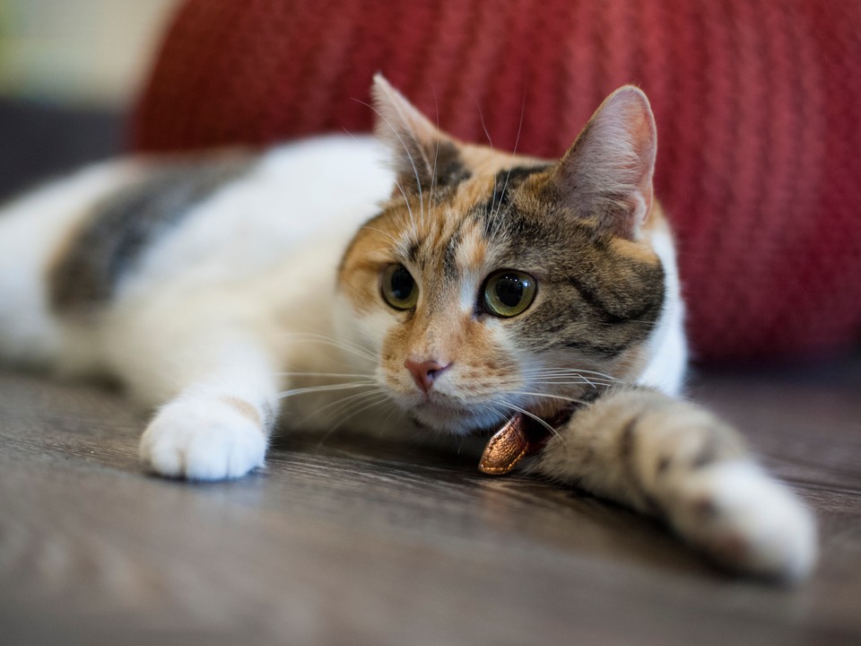 Волонтеры убрались в вольерах питомцев из «Муркоши» и подарили новые лежанки