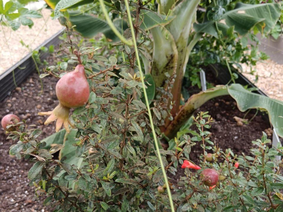 В Подмосковье создают новые методы экологического земледелия